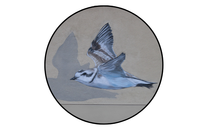 Close-up photo of the Snowy Plover bird on the Prueter Library Mural