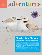 Audubon Adventures for Kids: Shorebirds