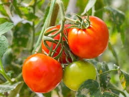 Cluster of red and green tomatoes on a vine.