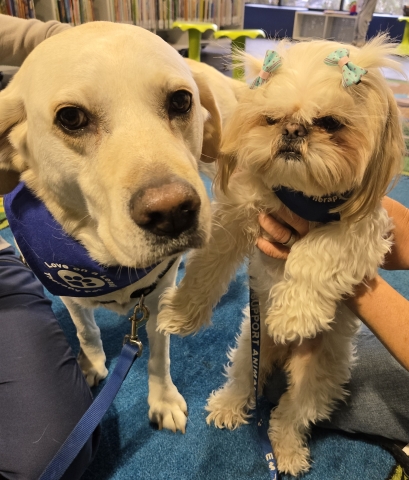 Image of a white lab and white shih tzu wearing Love on a Leash bandannas