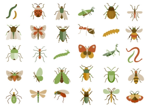 five rows of colorful illustrated insects