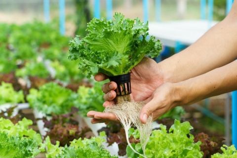 Hands holding leafy greens