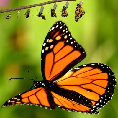 Monarch butterfly flying