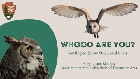 IMAGES OF OWLS OVER EVENT INFORMATION TEXT
