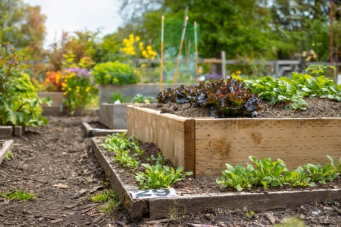 Image of wooden garden beds with flowering plants and greens inside