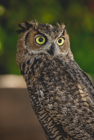 Horned Owl in a tree
