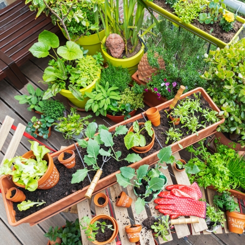Photo of green plants growing in containers.