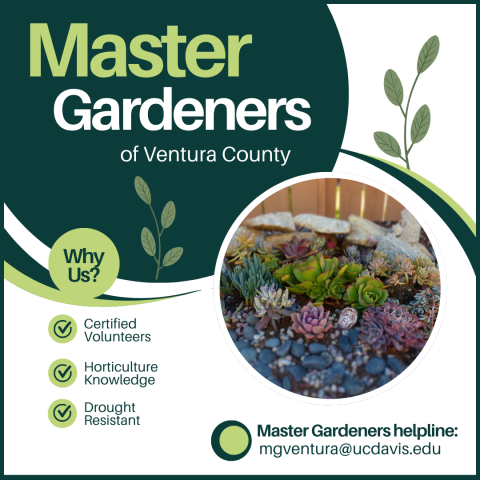 Photo of succulents - Master Gardeners of Ventura County