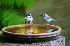two small birds perched on side of water basin
