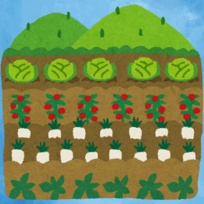 rows of plants in a farm