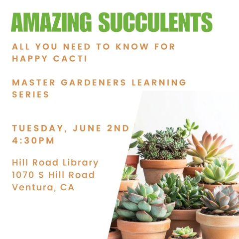 image of potted cacti with event information overlay - Master Gardeners Succulent Class at the Hill Road Library, Tuesday June 2nd, 4:30pm