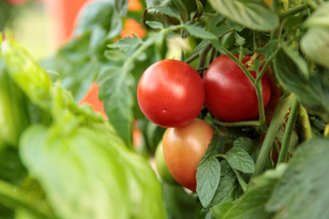 Photo of red tomatoes growing on a vine.