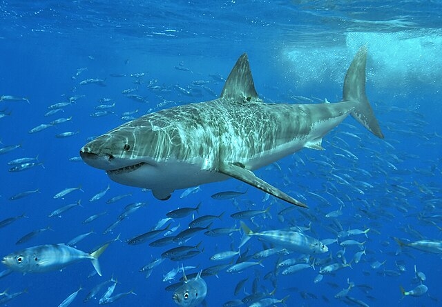 Image of a Great White Shark underwater