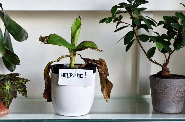 image of sad houseplant with a sign reading "Help Me"