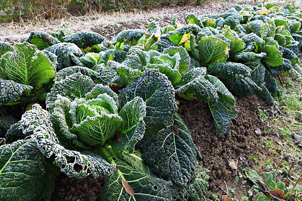 Row of kale plants in a raised bed over winter