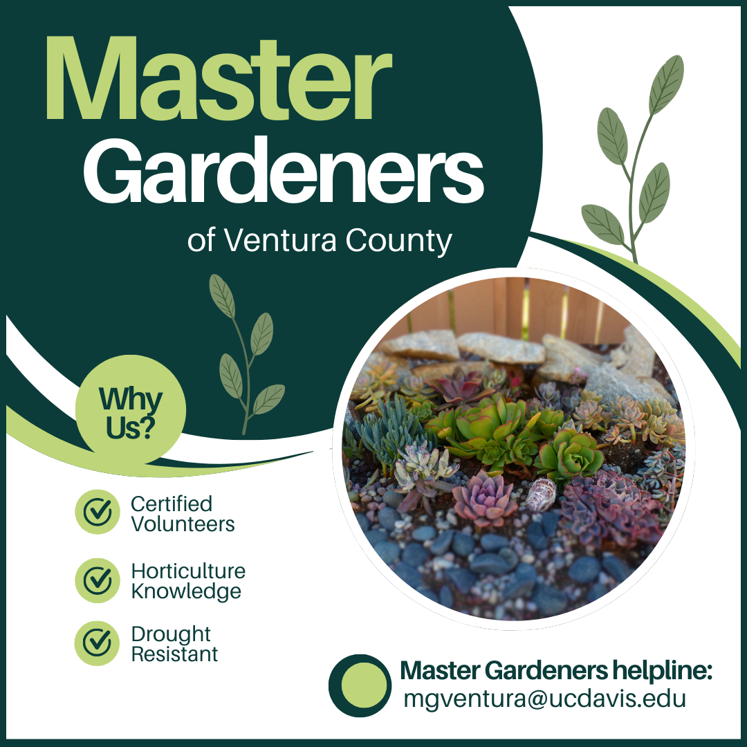 Image of succulents - Master Gardeners of Ventura County